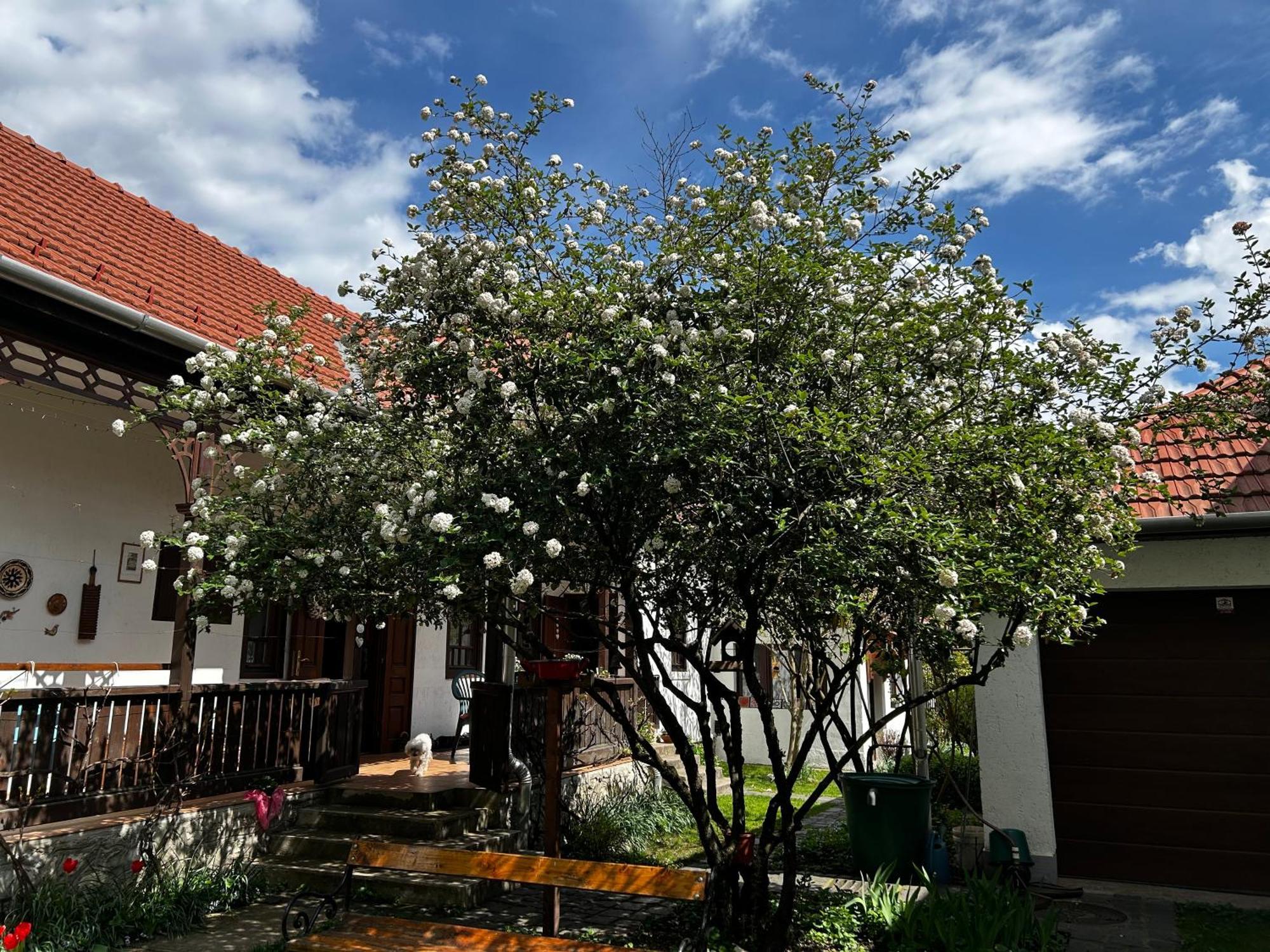 米什科尔茨Magnolia Garden公寓 外观 照片